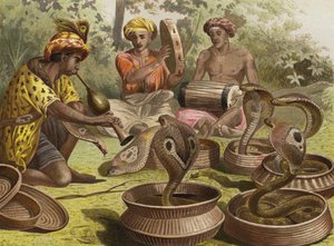 Cobra by European School